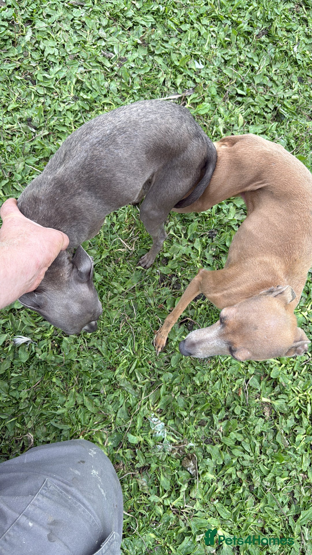 Italian Greyhound dogs for sale: 3 male Italian greyhound puppies for sale - Advert 11