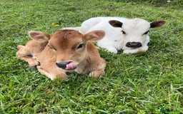 Mixed Breed livestock for sale: WANTED !! any animals needing new home - Image 3