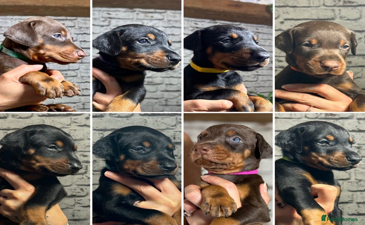 Dobermann dogs - Advert 1