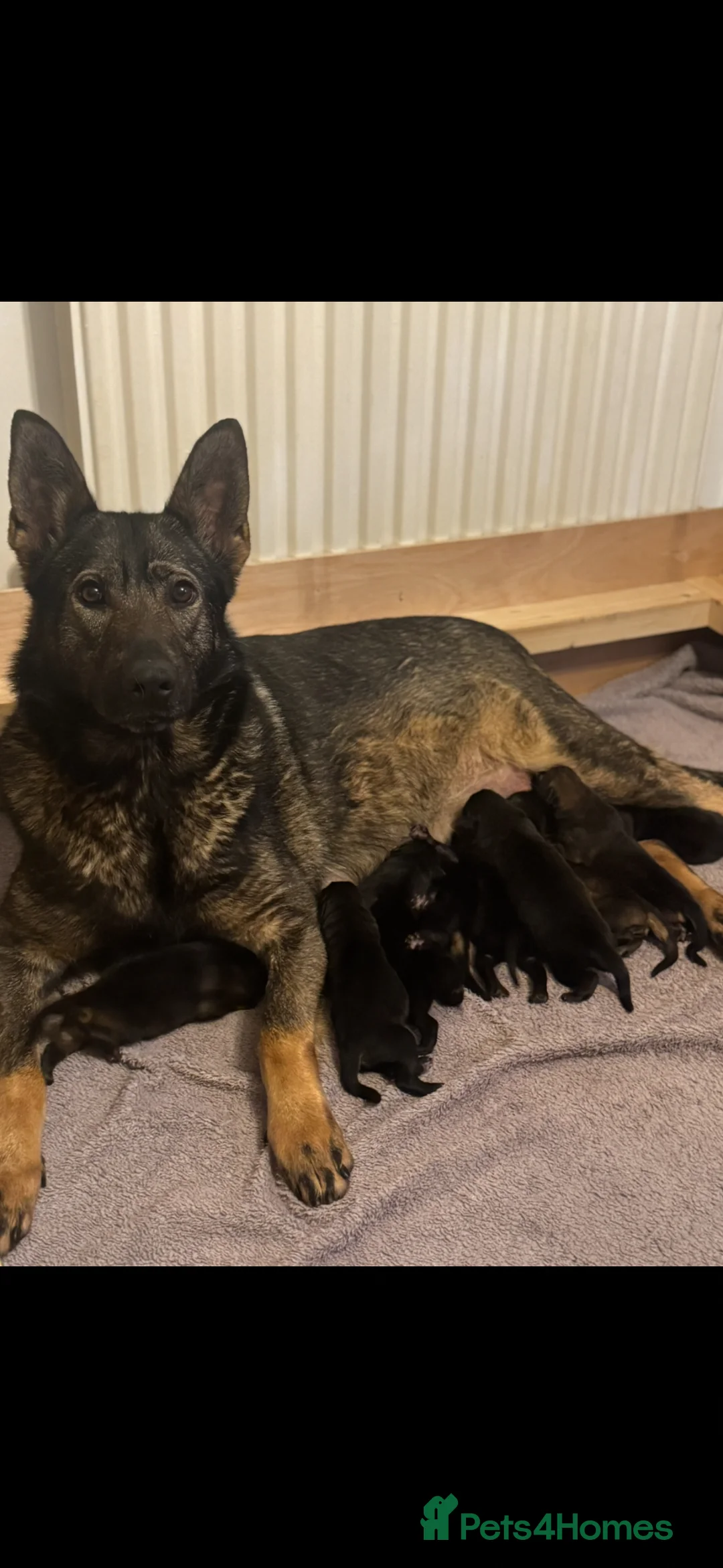German Shepherd dogs for sale: Adorable Kc registered Gsd pups  - Advert 1