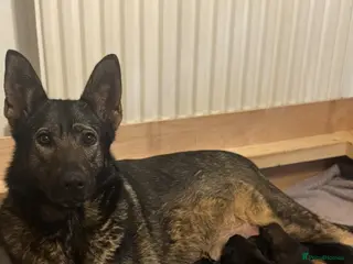 German Shepherd dogs Adorable Kc registered Gsd pups - Advert 1