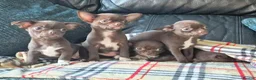 Chihuahua dogs for sale: ❤️Stunning Chocolate Chihuahua Puppies 🐾 - Advert 3