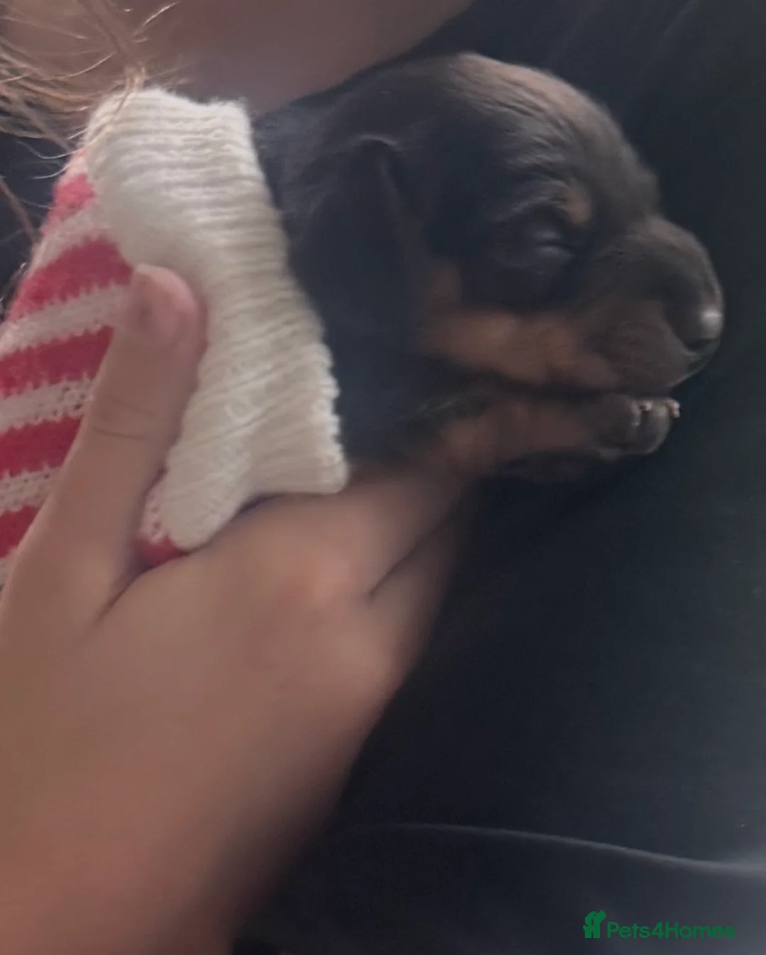 Miniature Dachshund dogs for sale: Miniature dachshund - Advert 4