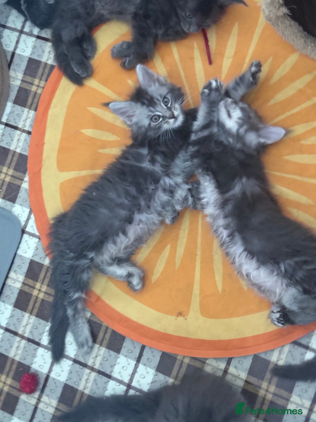 Maine Coon cats for sale: Luxury Polydactyl Maine Coon kittens  - Image 7