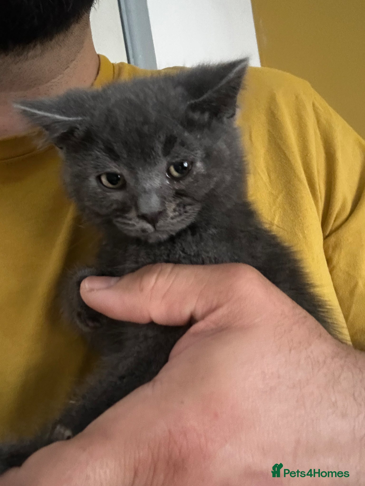 British Shorthair cats British blue kittens - Advert 2