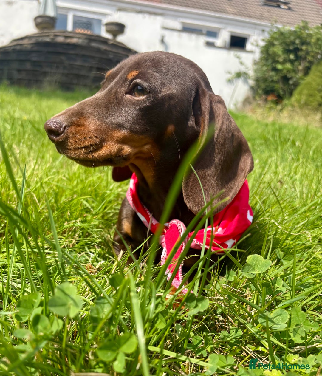 Miniature Dachshund dogs for sale: BEAUTIFUL KC REG & PRA CLEAR MINIS - 0% inbreeding - Image 20