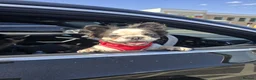 French Bulldog dogs for sale: Fluffy French Bulldog in London - Advert 1