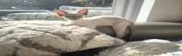 Devon Rex cats for sale: Devon Rex kittens pointed💙blue eyes💙 - Advert 23