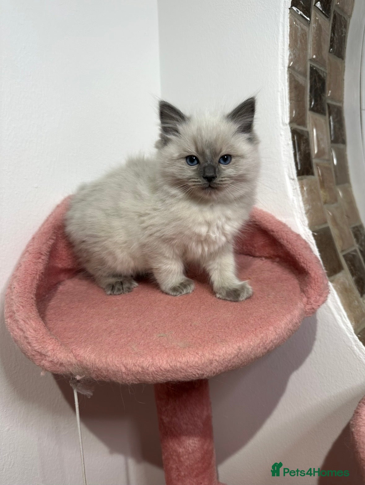 Ragdoll cats Cuddly tame purebred ragdoll kittens - Advert 3