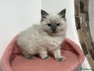 Ragdoll cats Cuddly tame purebred ragdoll kittens - Advert 14