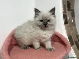 Ragdoll cats Cuddly tame purebred ragdoll kittens - Advert 16