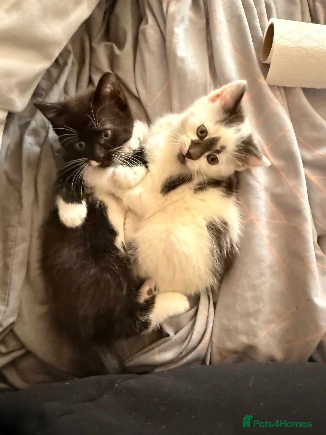 Mixed Breed cats for sale: 3 super friendly girls  - Advert 20