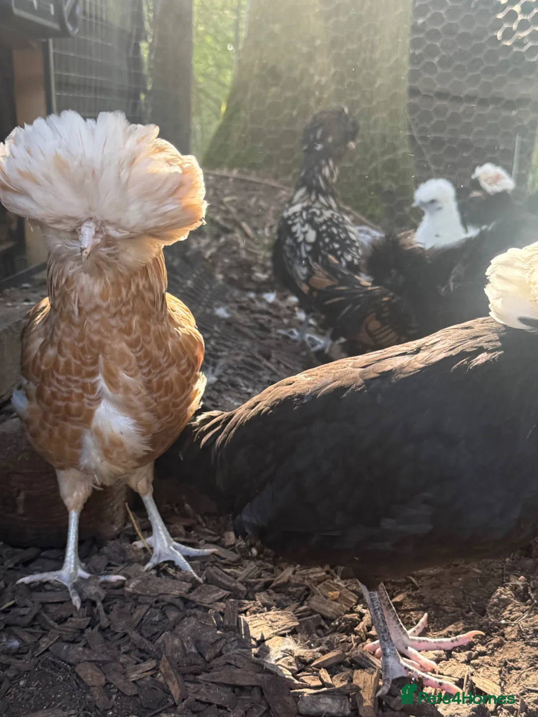 Chickens poultry for sale: Polish & padovana hens available  - Advert 8