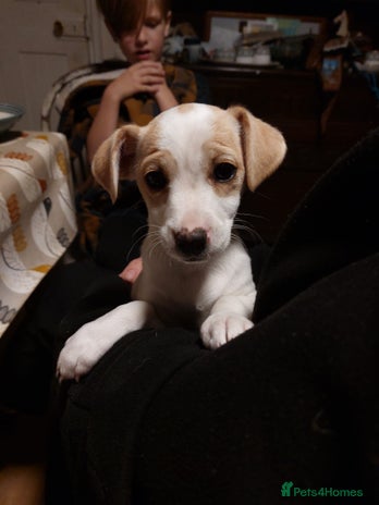 Mixed Breed dogs - Advert 4