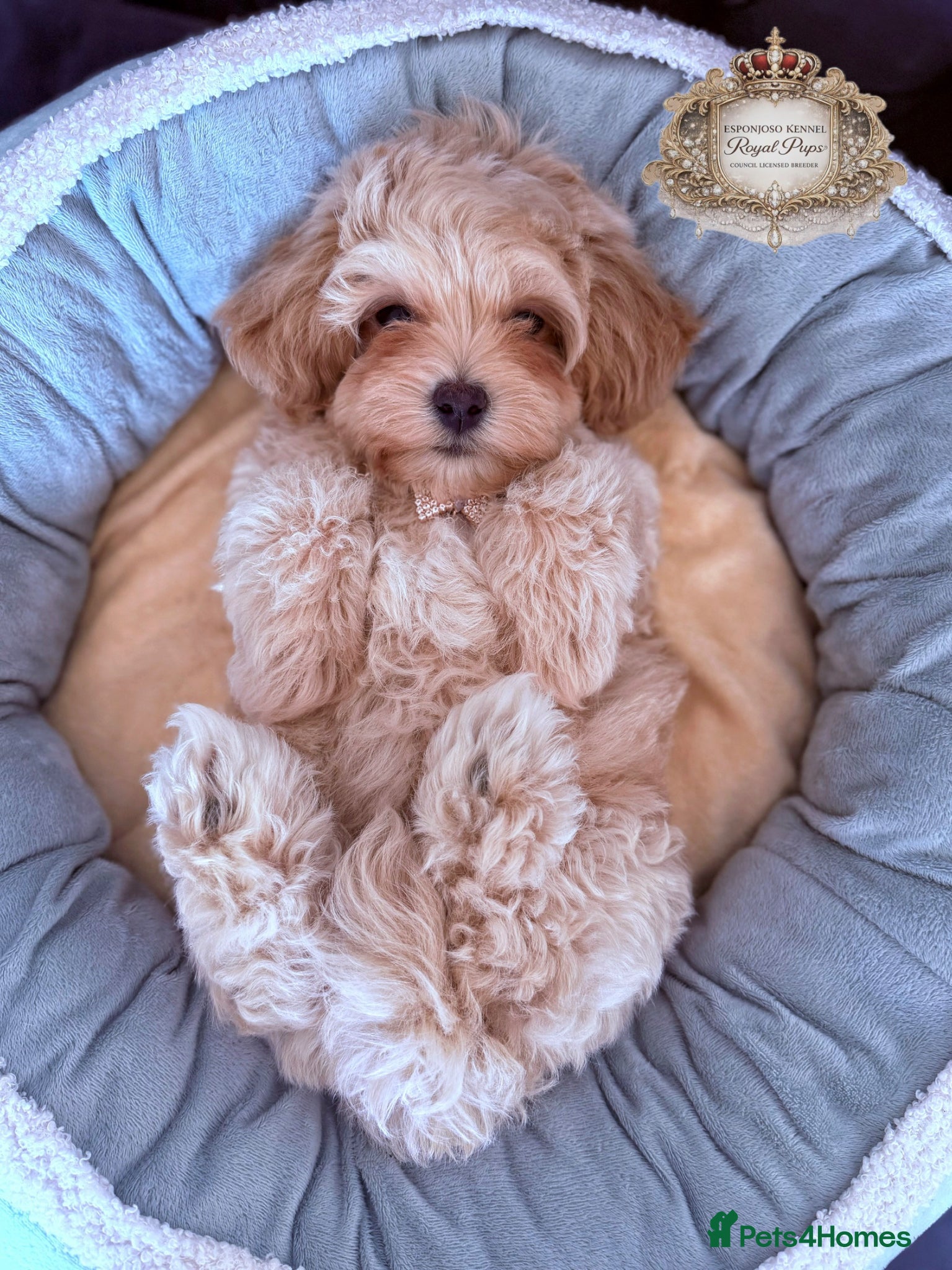 Maltipoo dogs ✨👑READY 🏡 One in a Million F1 Asian Maltipoo👑✨ - Advert 11