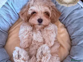 Maltipoo dogs ✨👑READY 🏡 One in a Million F1 Asian Maltipoo👑✨ - Advert 11