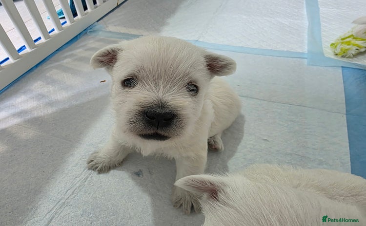 West Highland Terrier dogs - Advert 3