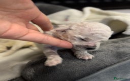 Bichon Frise dogs for sale: Beautiful Bichon Frise only 1 available  - Image 3