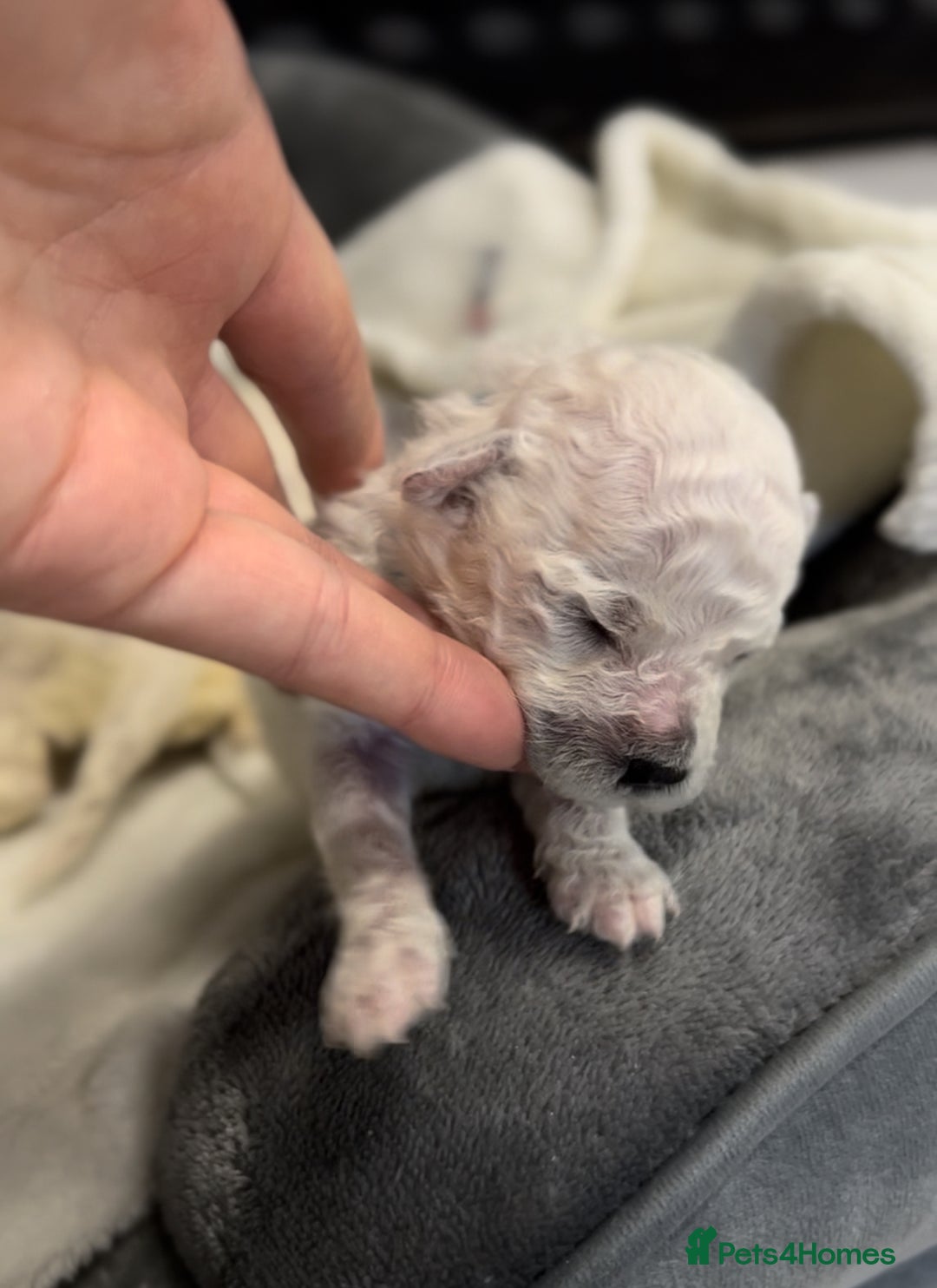 Bichon Frise dogs for sale: Beautiful Bichon Frise only 1 available  - Image 3