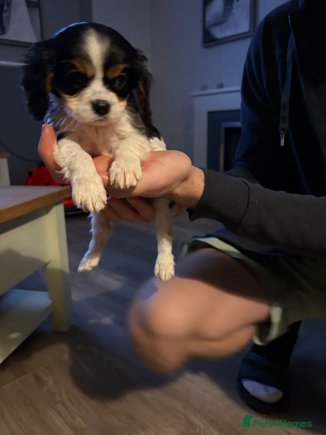 Cavalier King Charles Spaniel dogs for sale: Cavalier King Charles  - Advert 8