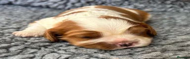 Cavalier King Charles Spaniel 2