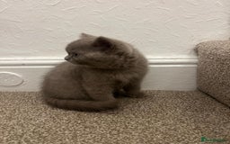 British Shorthair cats for sale: PEDIGREE BSH KITTENS READY TO FOR FOREVER HOMES  - Image 17