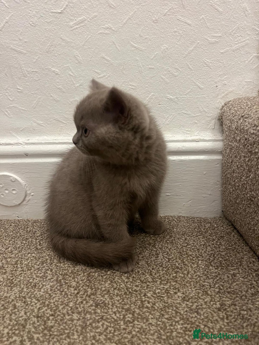 British Shorthair cats for sale: PEDIGREE BSH KITTENS READY TO FOR FOREVER HOMES  - Image 17