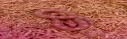 Corn Snake reptiles for sale: Cornsnakes - Advert 6