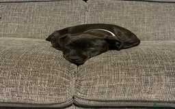 Staffordshire Bull Terrier dogs for sale: Stafford bull terrier - Image 1