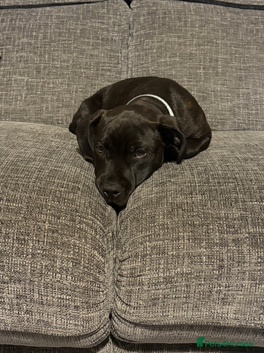 Staffordshire Bull Terrier dogs for sale: Stafford bull terrier - Image 1