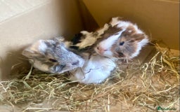 Guinea Pig rodents for sale: Baby guineas boys and girls available  - Image 9