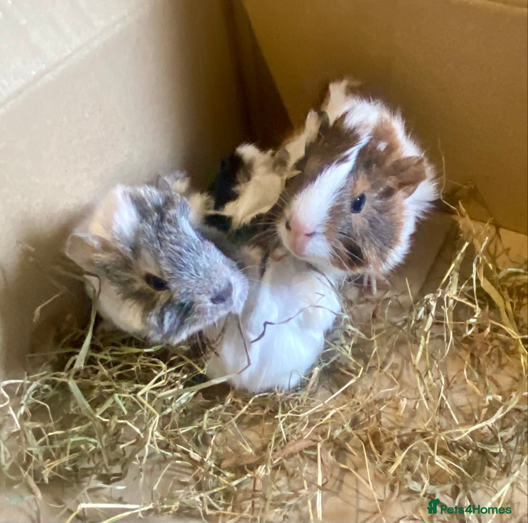 Guinea Pig rodents for sale: Baby guineas boys and girls available  - Image 9