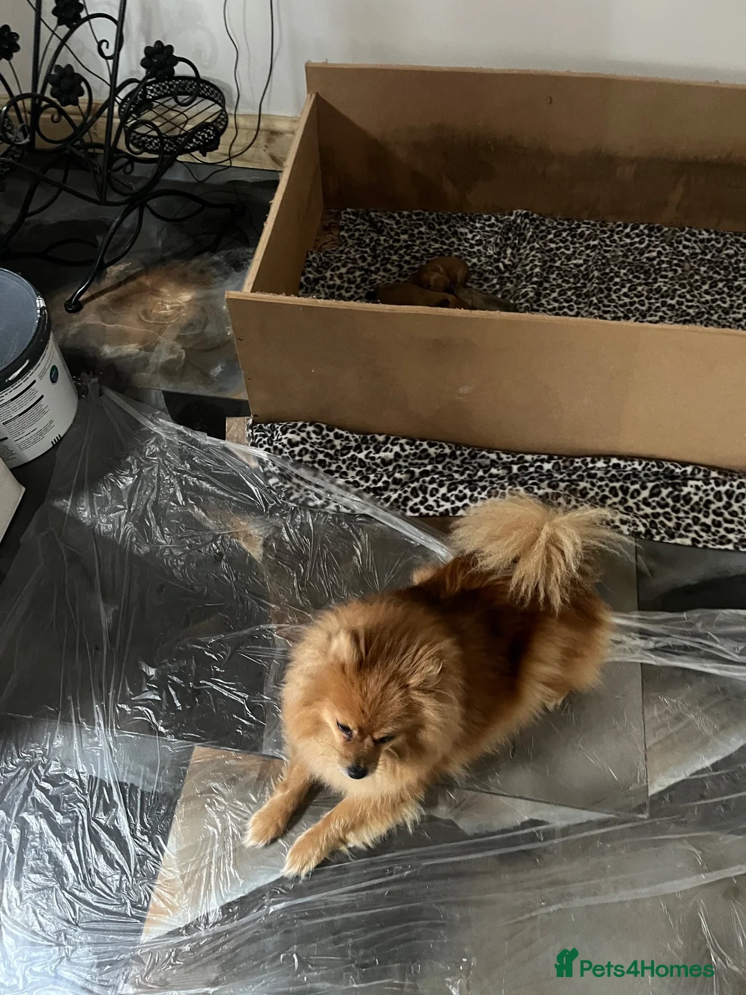 Pomeranian dogs for sale: Beautiful Pomeranian puppies in Coventry - Advert 1