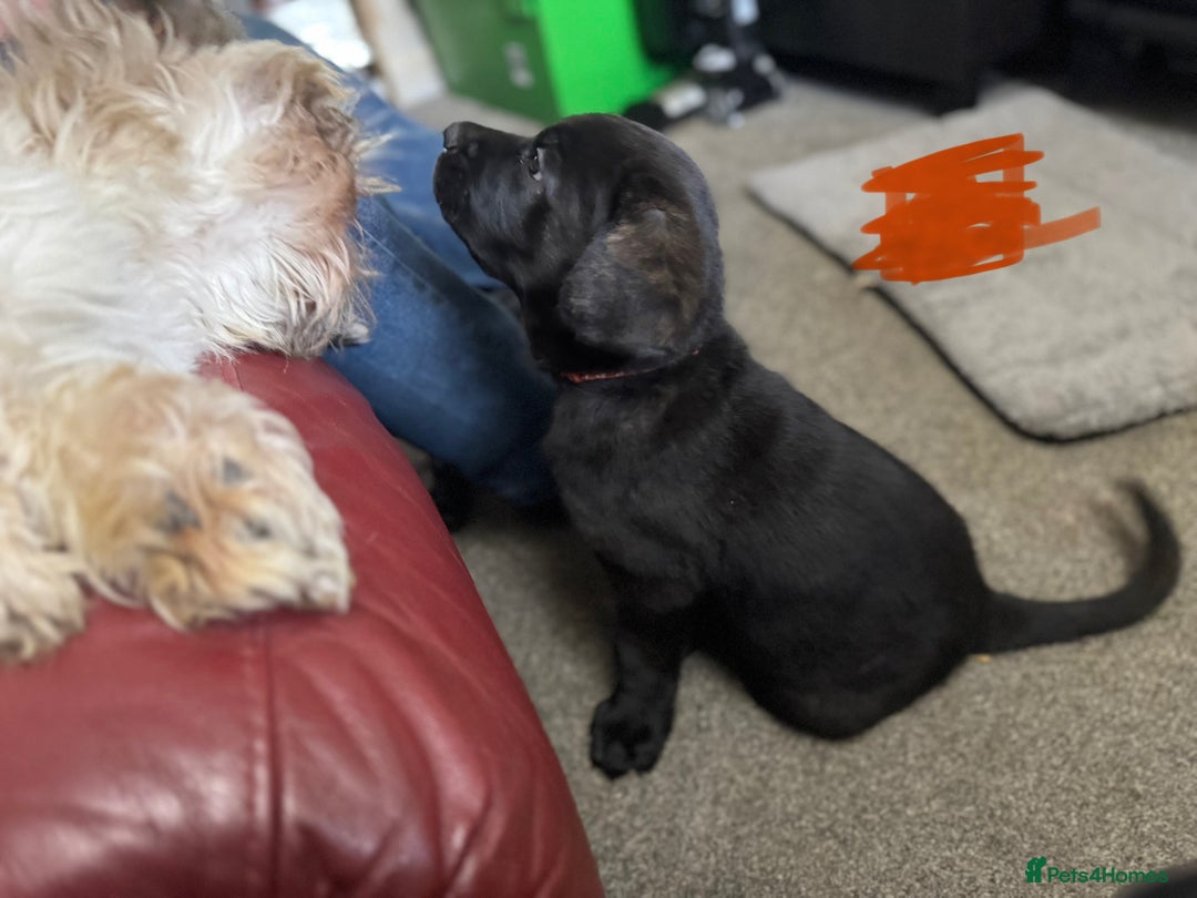 Mixed Breed dogs for sale: German Shepherd cross Mastiff - Image 20