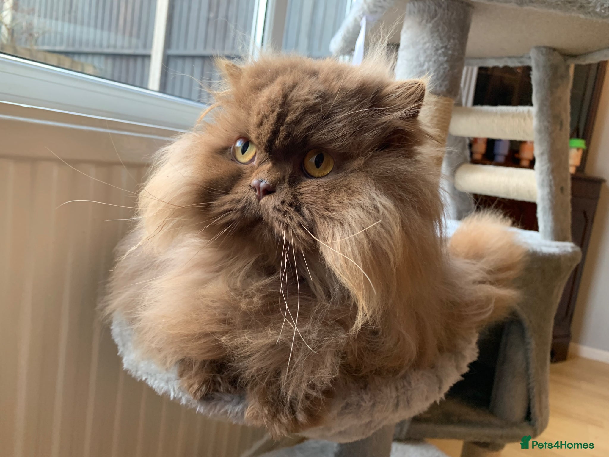 British Longhair cats British long hair adults  - Advert 6