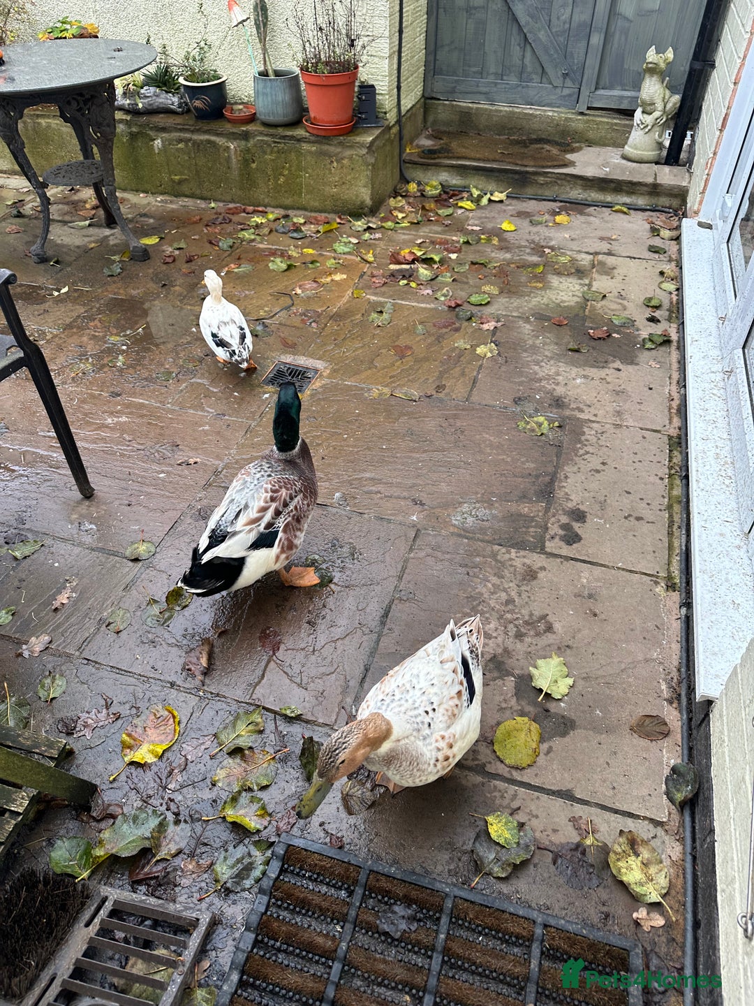 Ducks poultry for sale: Silver Dutch ducks - Advert 2