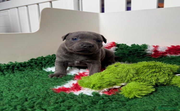 Staffordshire Bull Terrier dogs - Advert 2