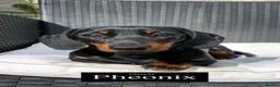 Miniature Dachshund dogs for sale: Quality Miniature Dachshund Puppies in Lewes - Advert 11