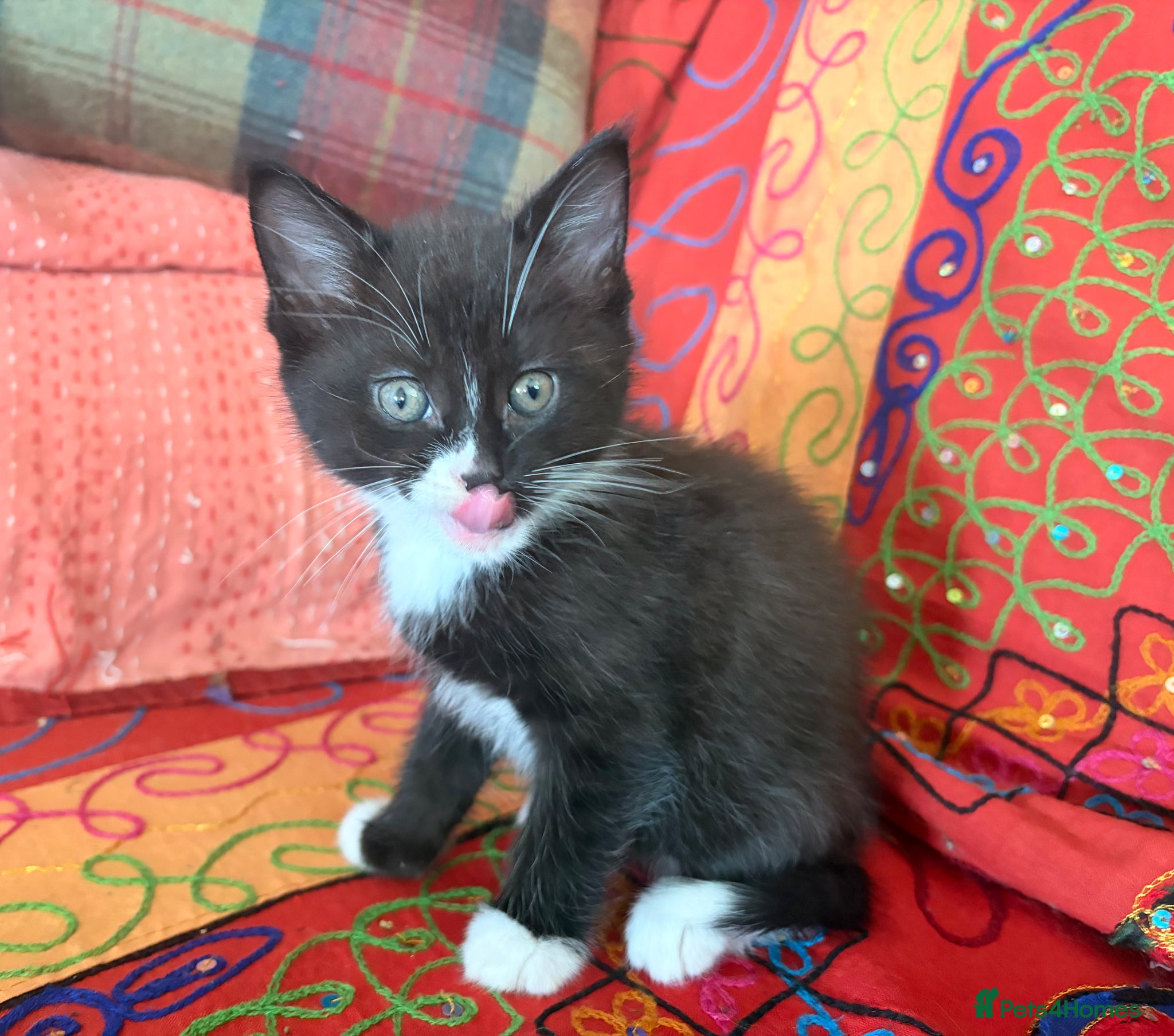 Mixed Breed cats GORGEOUS MAINE COON X PERSIAN KITTENS  - Advert 15