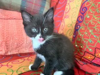 Mixed Breed cats GORGEOUS MAINE COON X PERSIAN KITTENS - Advert 15