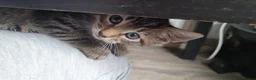 Mixed Breed cats for sale: 3 little boys  - Advert 7