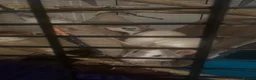 Rat rodents for sale: Female rats  in Nottingham - Advert 2