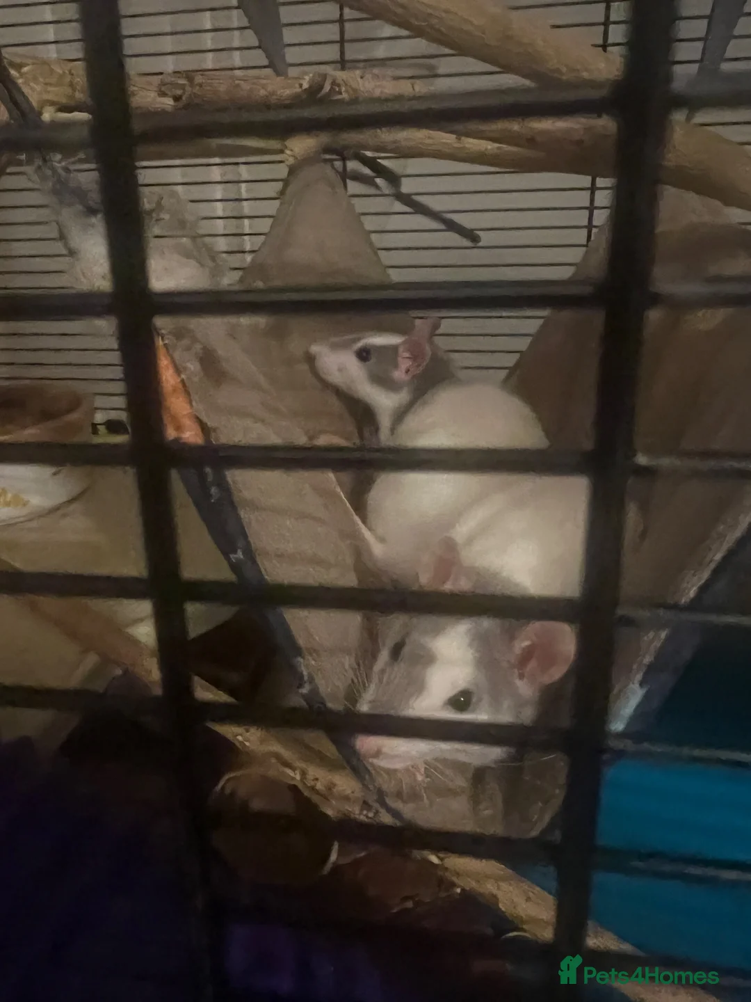 Rat rodents for sale: Female rats  in Nottingham - Advert 2