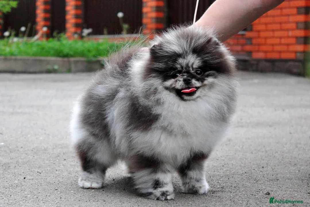 Pomeranian dogs for sale: Party color Pomeranian boy like a panda bear - Advert 23