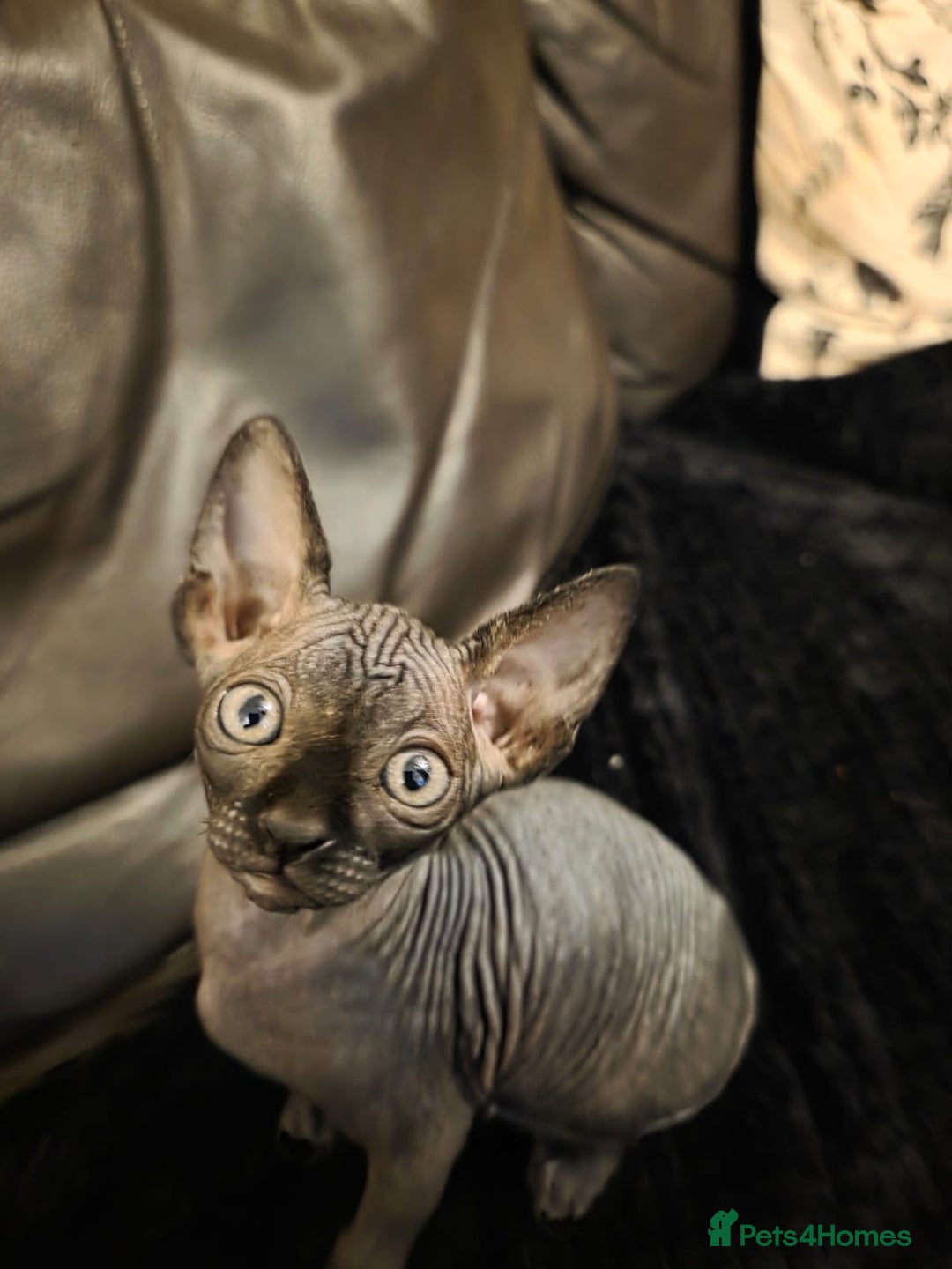 Sphynx cats for sale: ✨ Gorgeous Chunky Sphynx Kittens – Ready Soon! ✨ - Advert 7