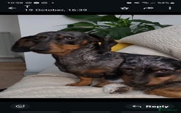 Miniature Dachshund dogs for sale: Beautiful dachsund pups...ready to go in mid Nov - Image 10