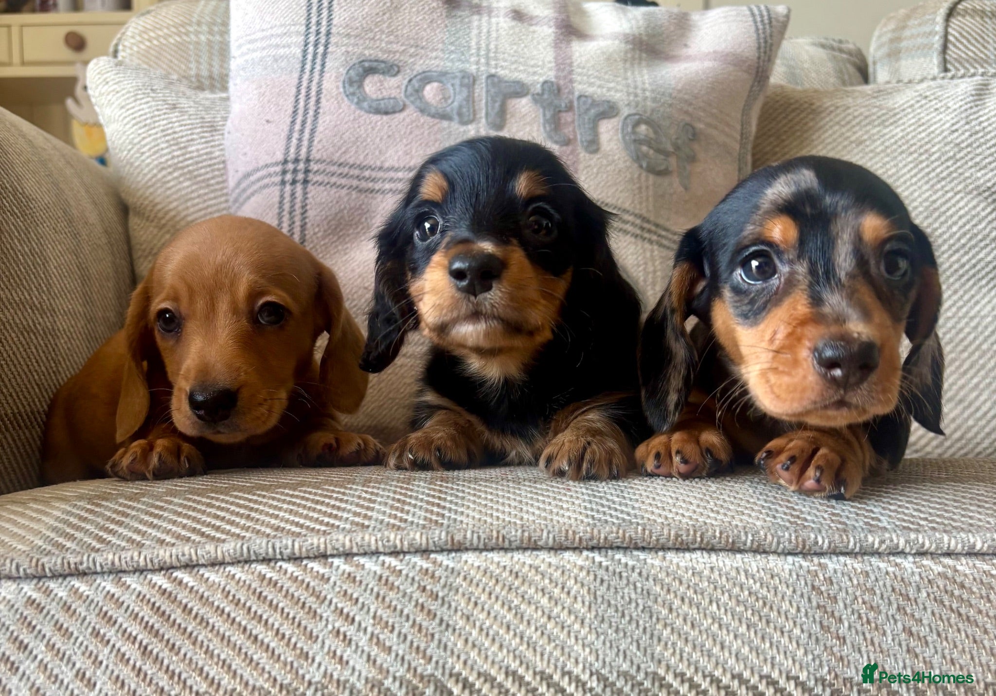 Dachshund dogs BEAUTIFUL MINI DACHSHUNDS PRA CLEAR & KC REG - Advert 1