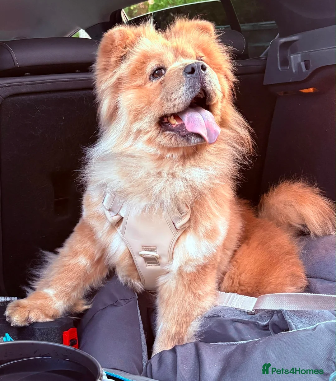 Chow Chow dogs for sale: 2 Year Old Female Merle Chow Chow - Advert 2