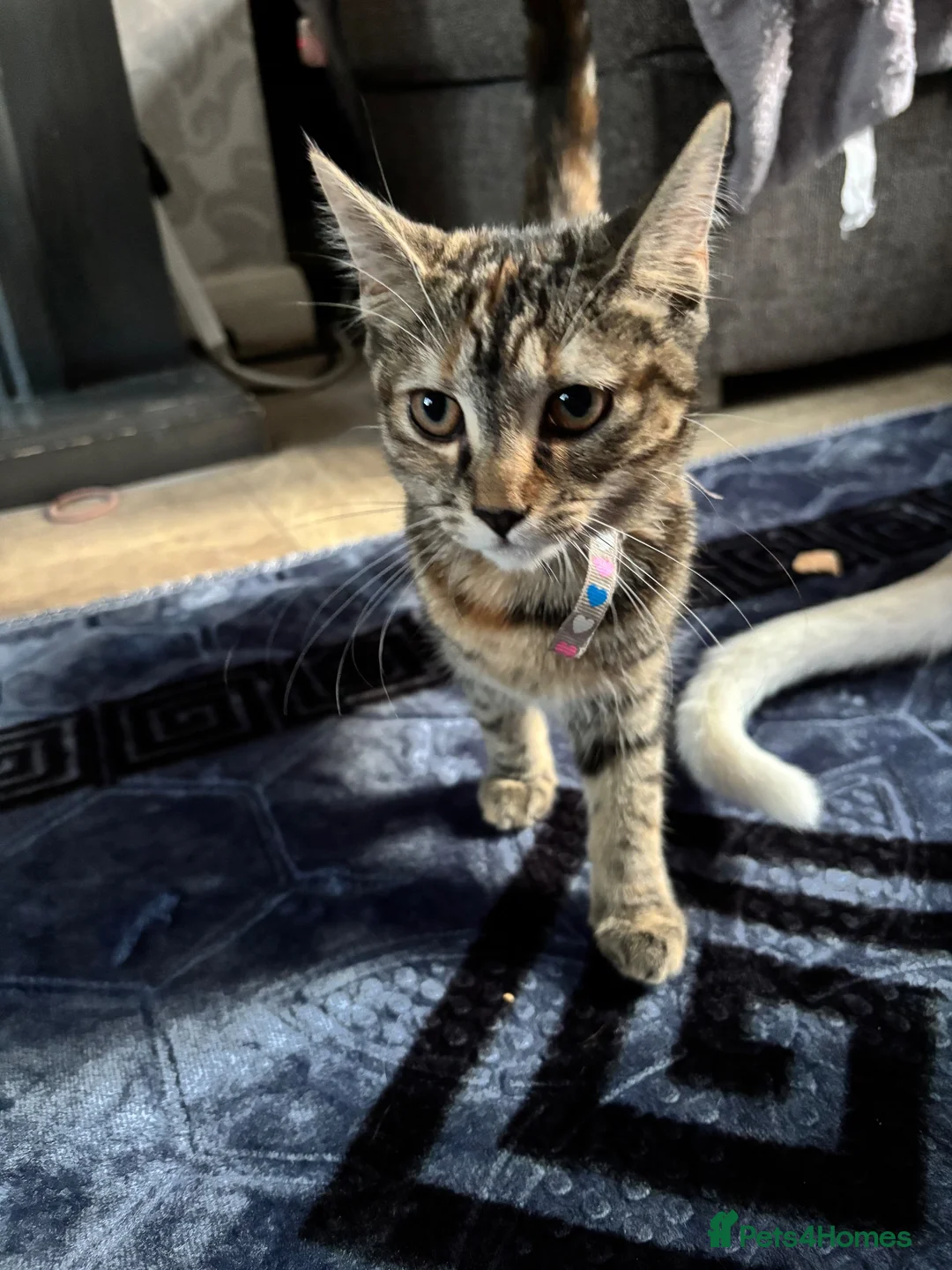 Mixed Breed cats for sale: 4 month old female kitten - Advert 2