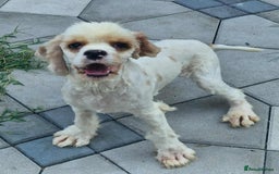 American Cocker Spaniel dogs for adoption: Ozzy! - Image 1